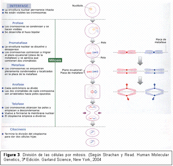 El proceso de la mitosis, síndrome de down