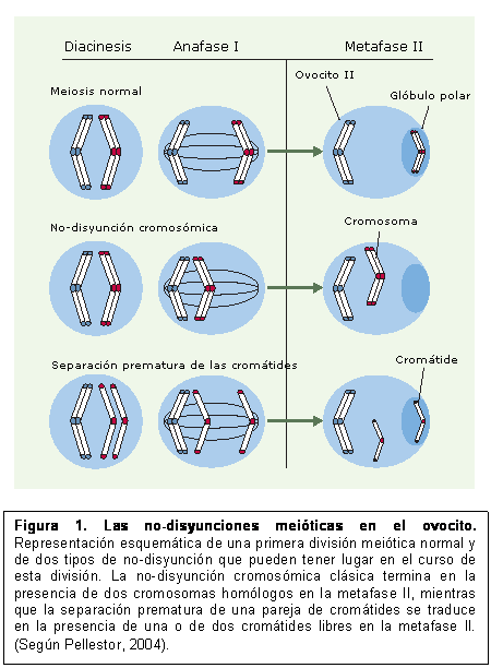  meióticas en el ovocito Síndrome de Down