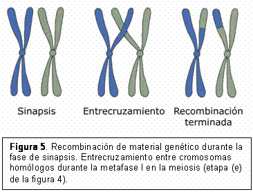 Edad materna y trisomía 21